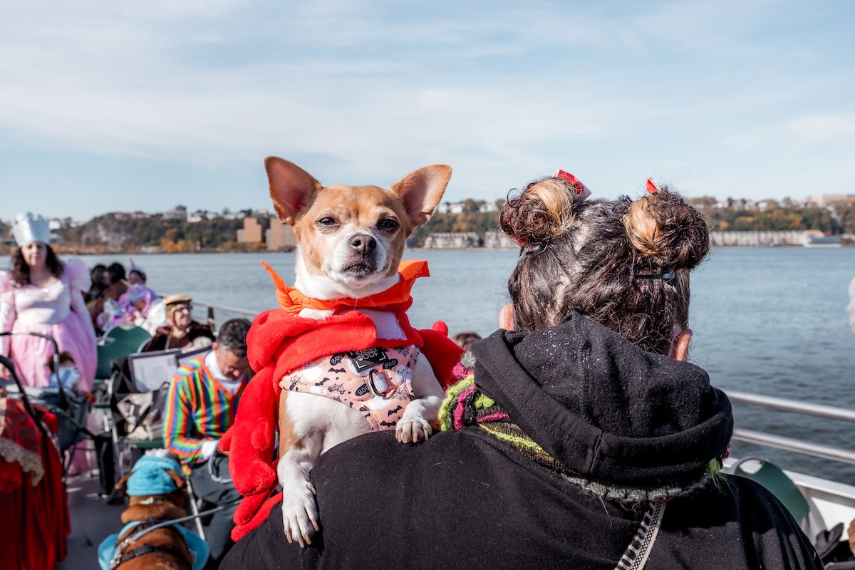 CIRCLE_LINE_PUP_CRUISE_MRP03158.jpeg