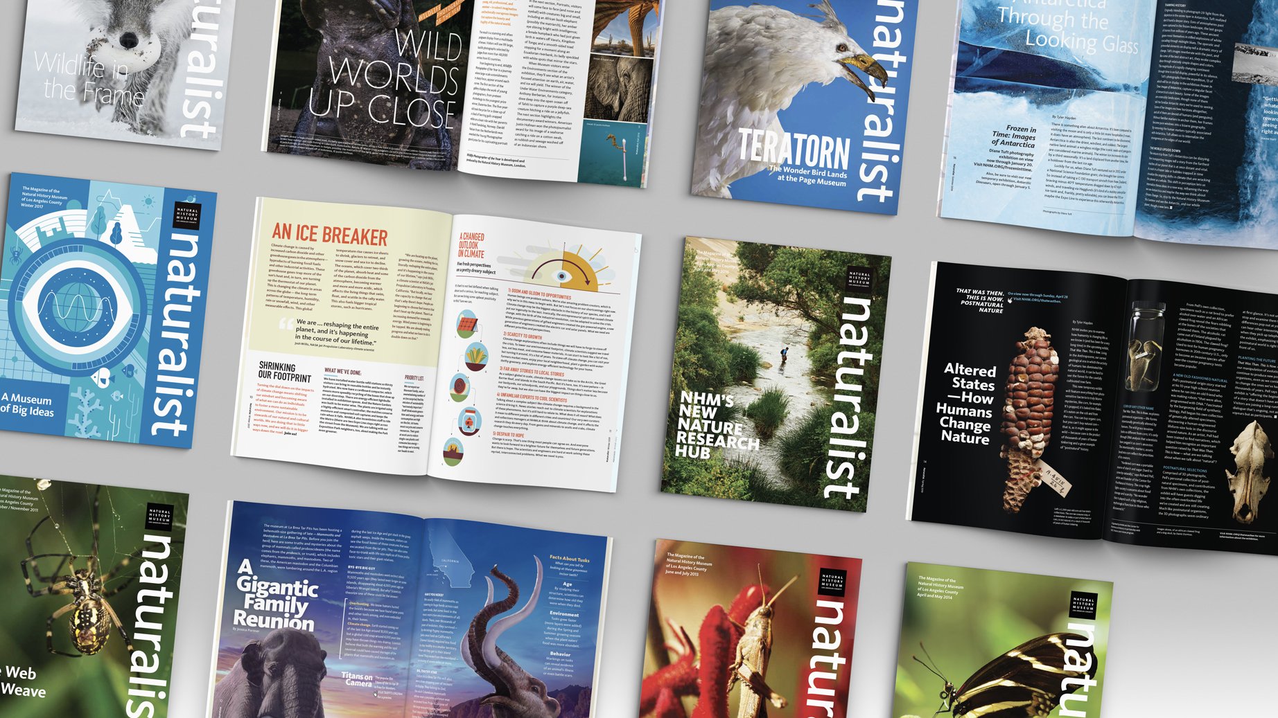 Multiple issues of National Geographic magazine laid out on a flat surface, featuring covers and articles about wildlife, nature research, climate change, and animals.