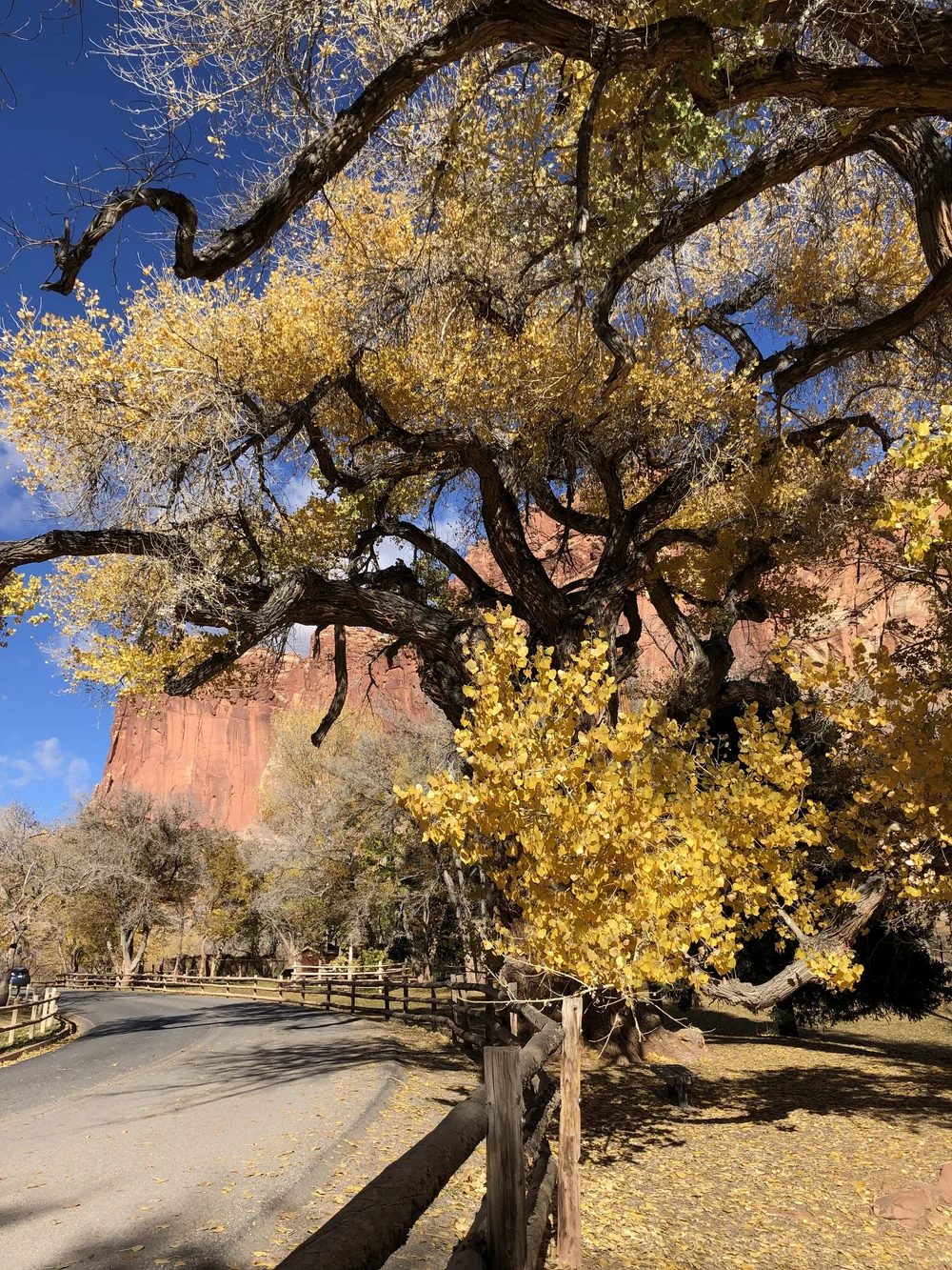 Cottonwoods