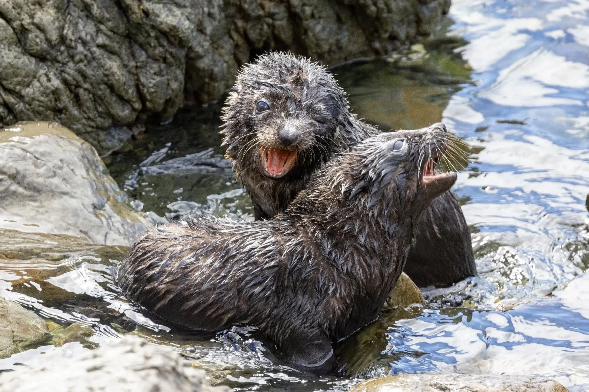 Kaikoura hosts significant colonies of New Zealand fur seals (Kekeno), especially along the Kaikoura Peninsula. 28 Dec 2025.