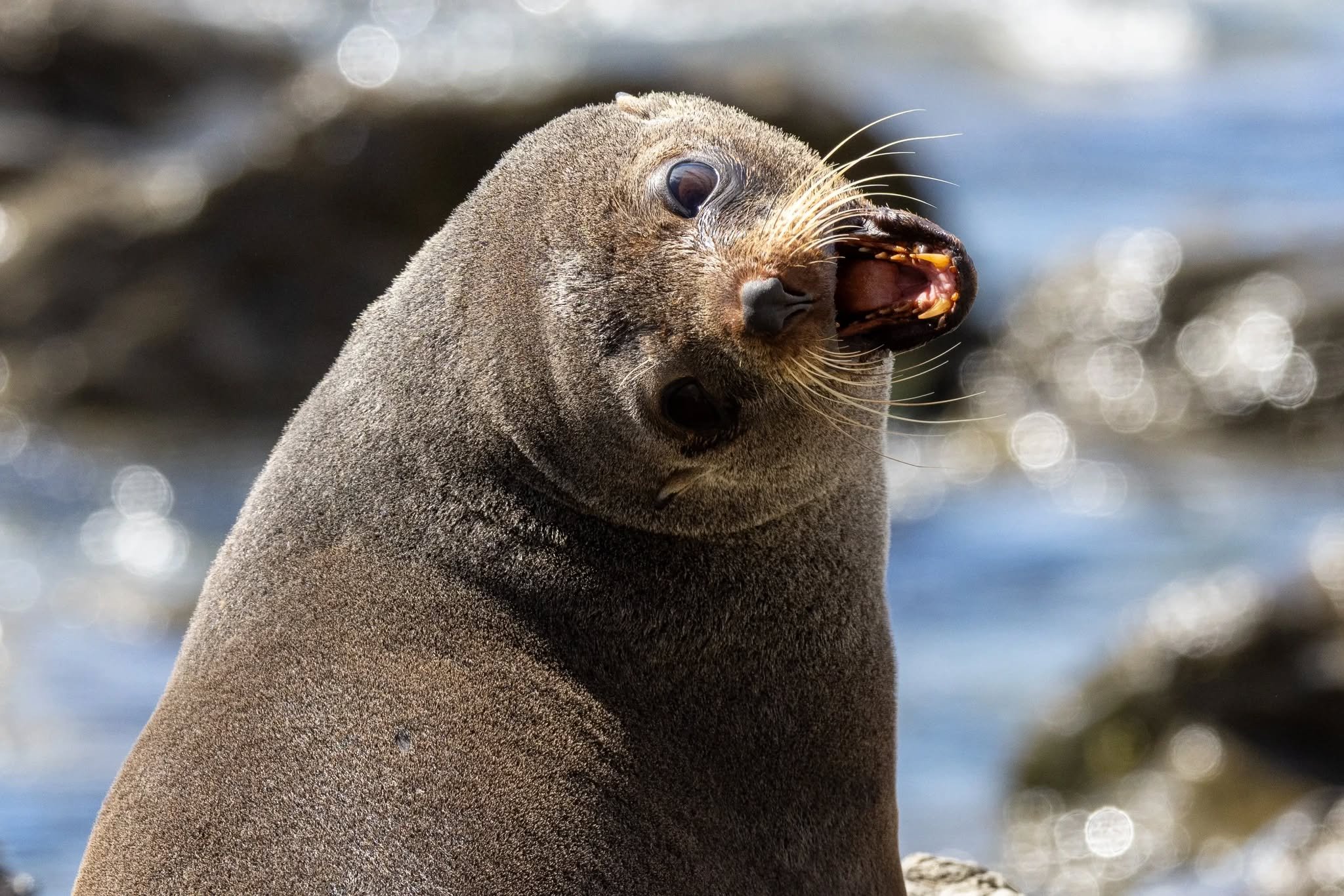 Kaikoura hosts significant colonies of New Zealand fur seals (Kekeno), especially along the Kaikoura Peninsula. 28 Dec 2025.