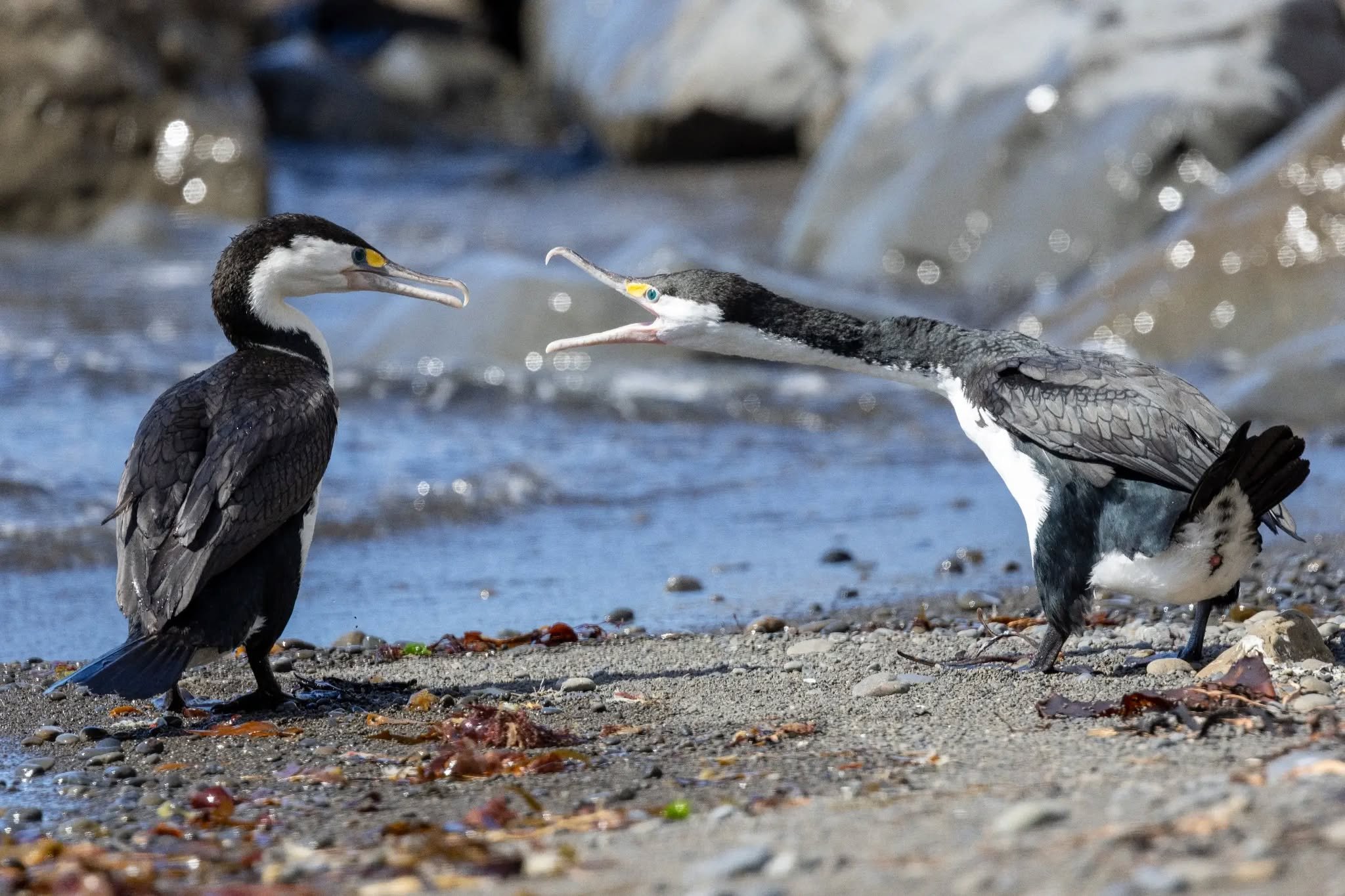 Pied shags, Kāruhiruhi, just south of Kaikoura yesterday. 28  Dec 2025.
