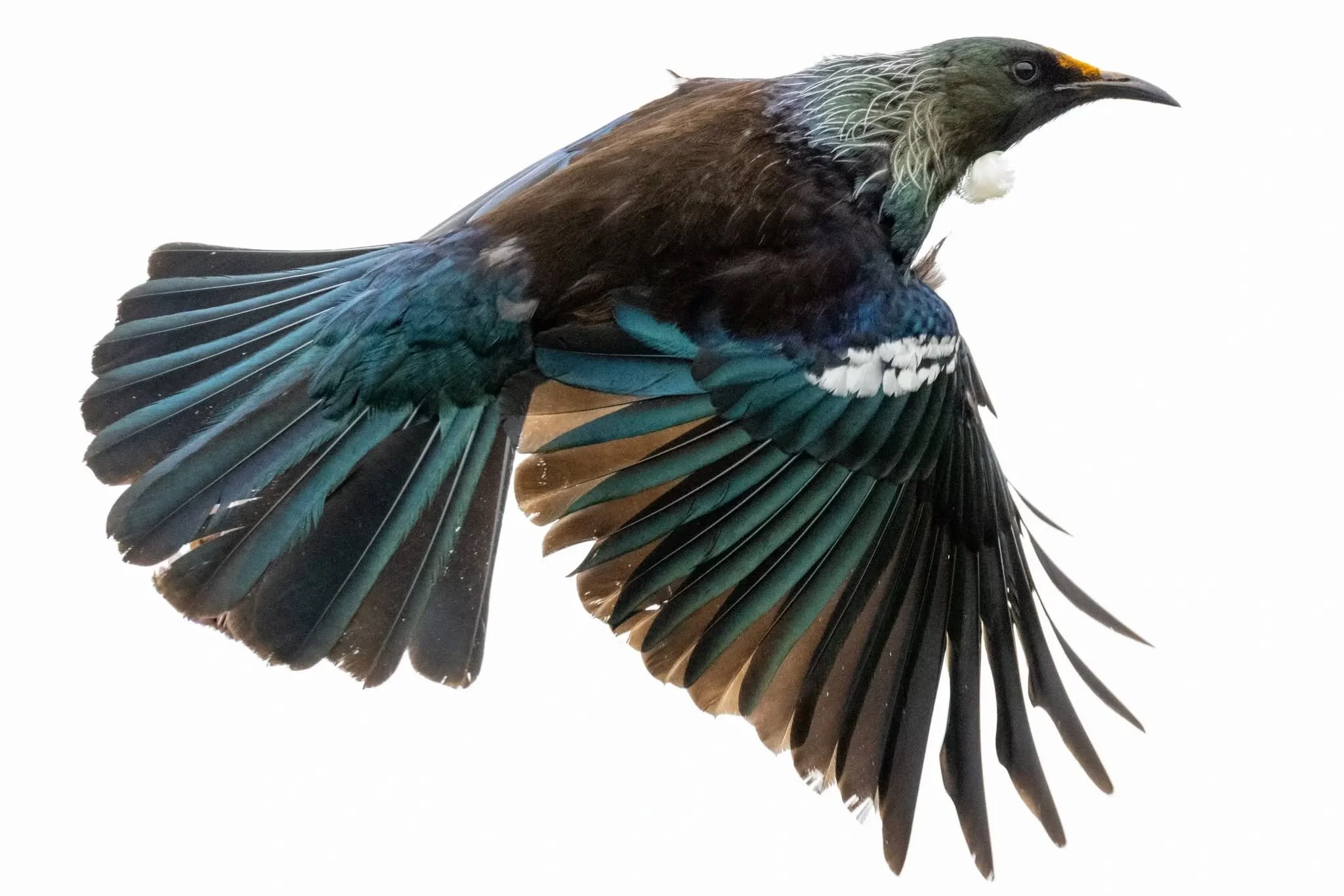 Tui in Paunewea. 30 Dec 2025.