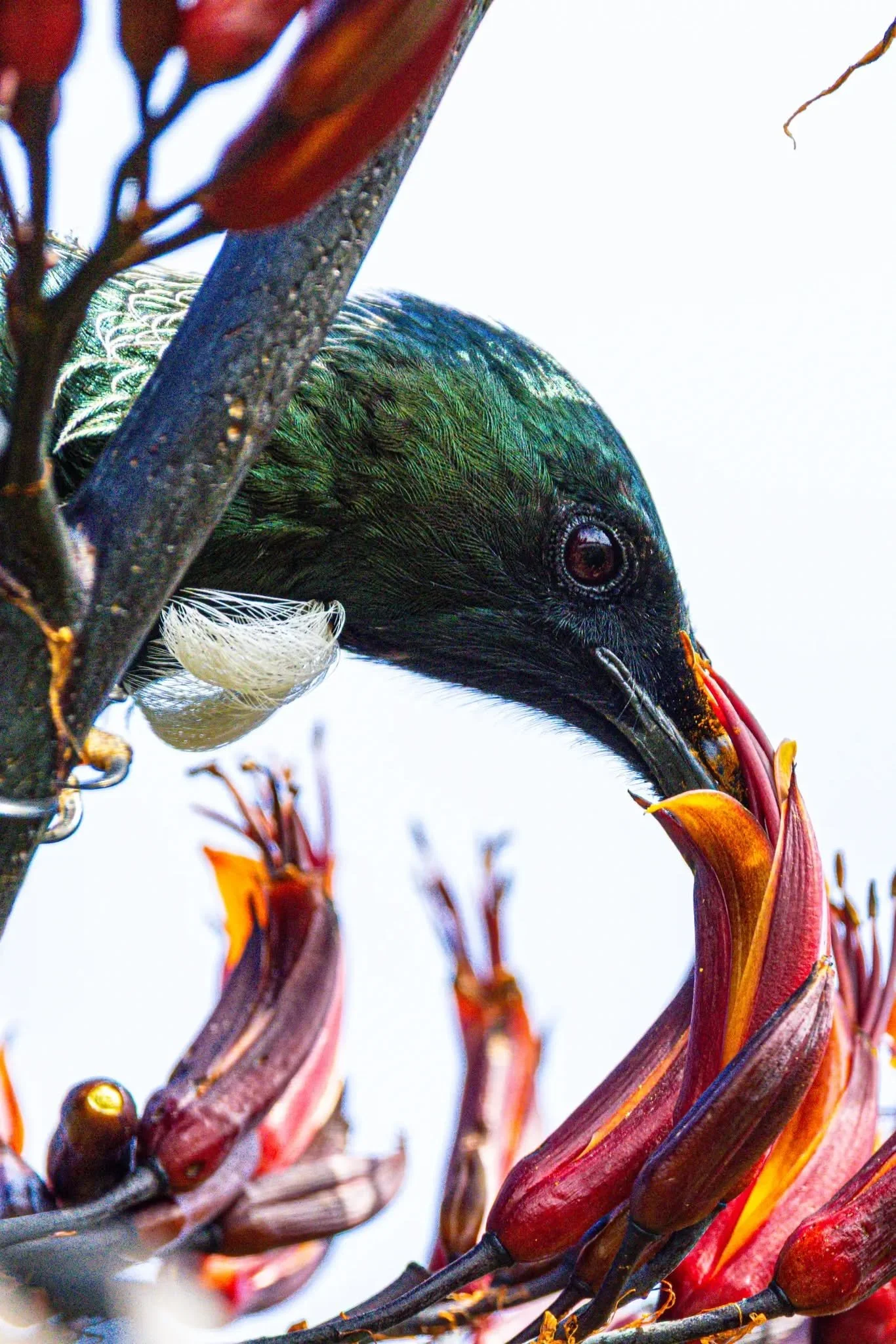 Tui in Paunewea. 30 Dec 2025.