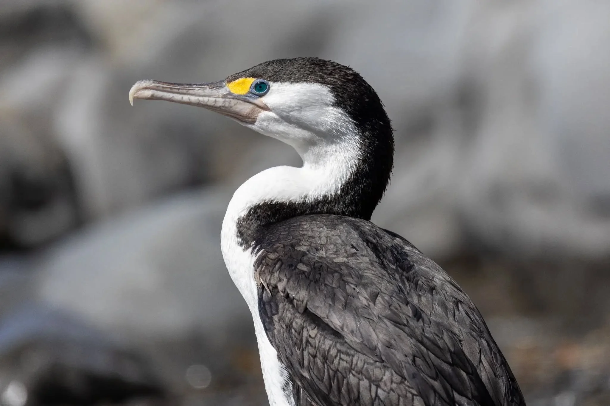 Pied shags, Kāruhiruhi, just south of Kaikoura yesterday. Love their turquoise eyes. 28  Dec 2025.