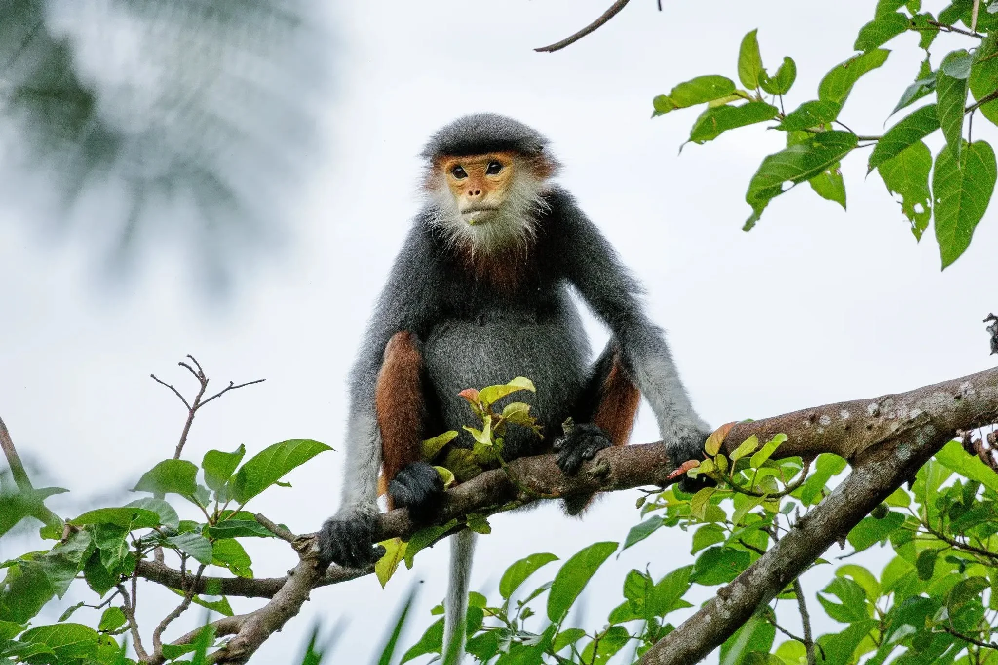 Red-Shanked Douc Langurs in their natural habitat. - Sơn Trà mountains of Đà Nẵng. 11 July 2025.