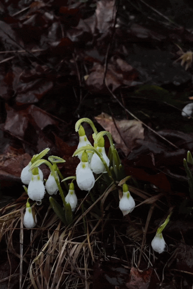 Introducing: Observations