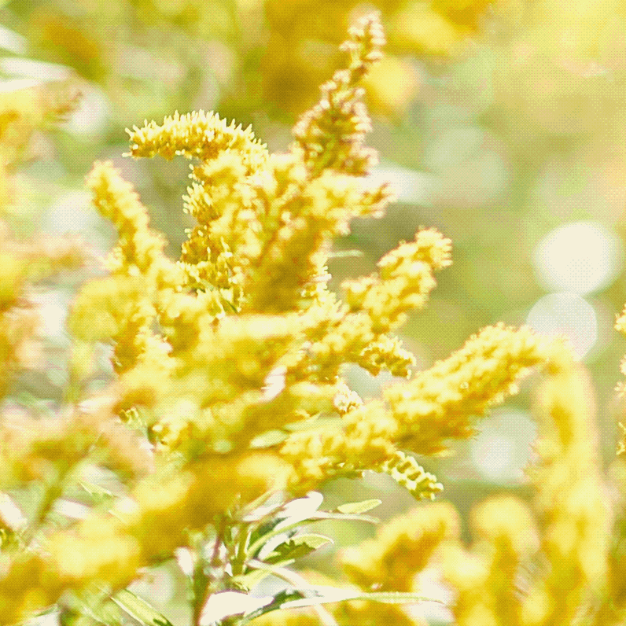 Introducing: GOLDEN ROD