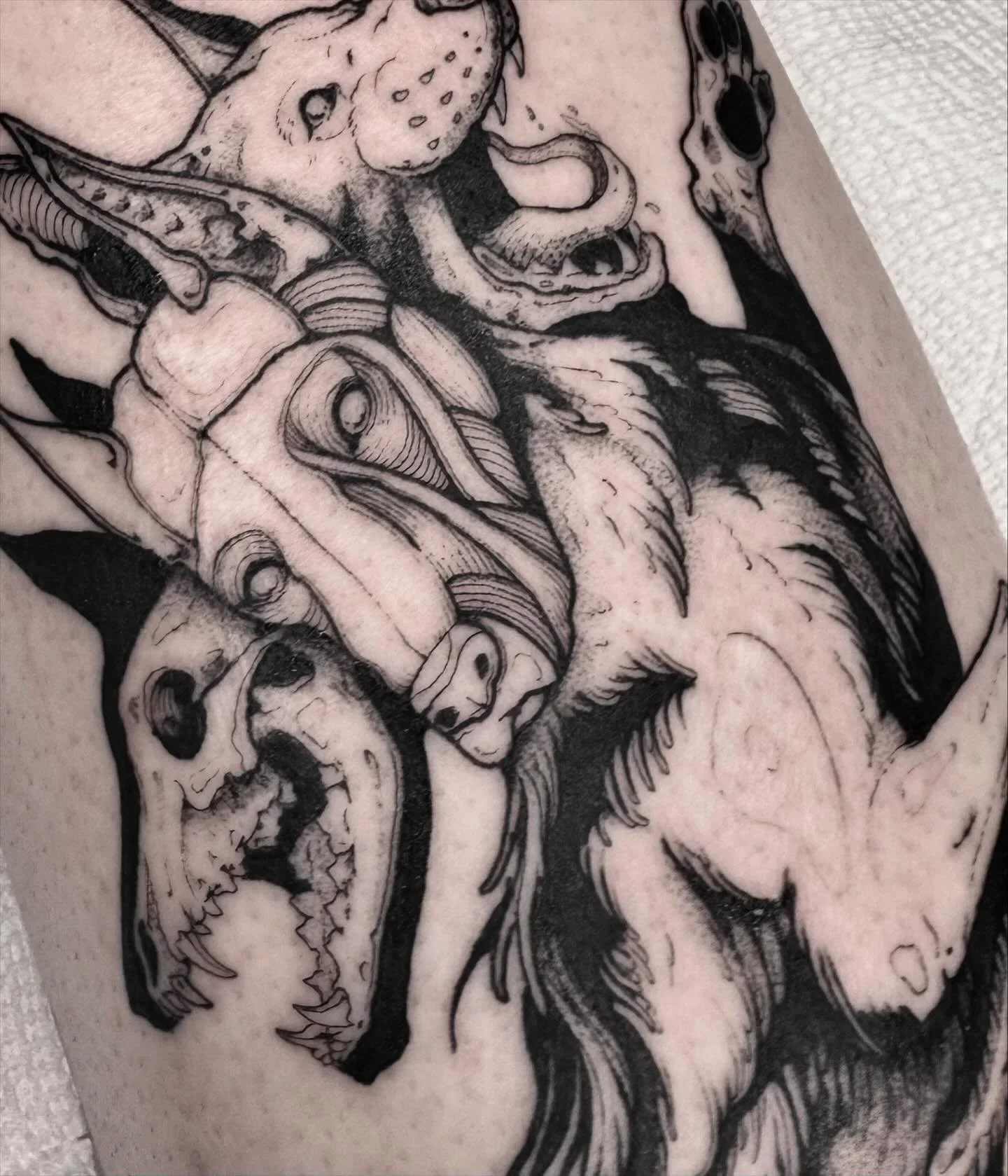 𝐂𝐞𝐫𝐛𝐞𝐫𝐮𝐬. 
Thank you Maven!

.
.
.
.
.
#blackwork #blackworkers #blackworktattoo #blackworknow #blackworksubmission #artobscurae #tttism #darktattoo #darktattoos #blackworkartists #illustrativetattoo @fytsupplies @blackworkers