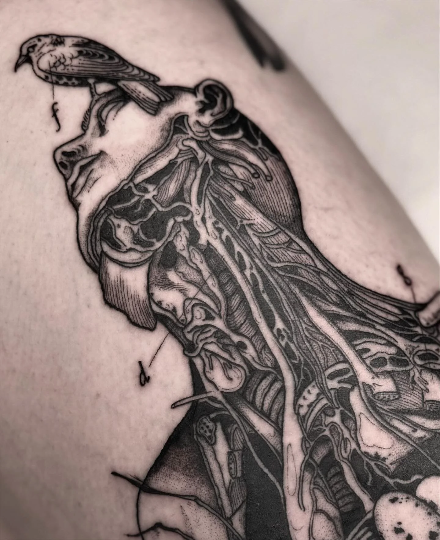 𝐍𝐞𝐬𝐭.

Thanks so much for choosing this piece MH ❤️&zwj;🔥

.
.
.
.
.
#blackwork #blackworkers #blackworktattoo #blackworknow #blackworksubmission #artobscurae #tttism #darktattoo #darktattoos #blackworkartists #illustrativetattoo @fytsupplies @b