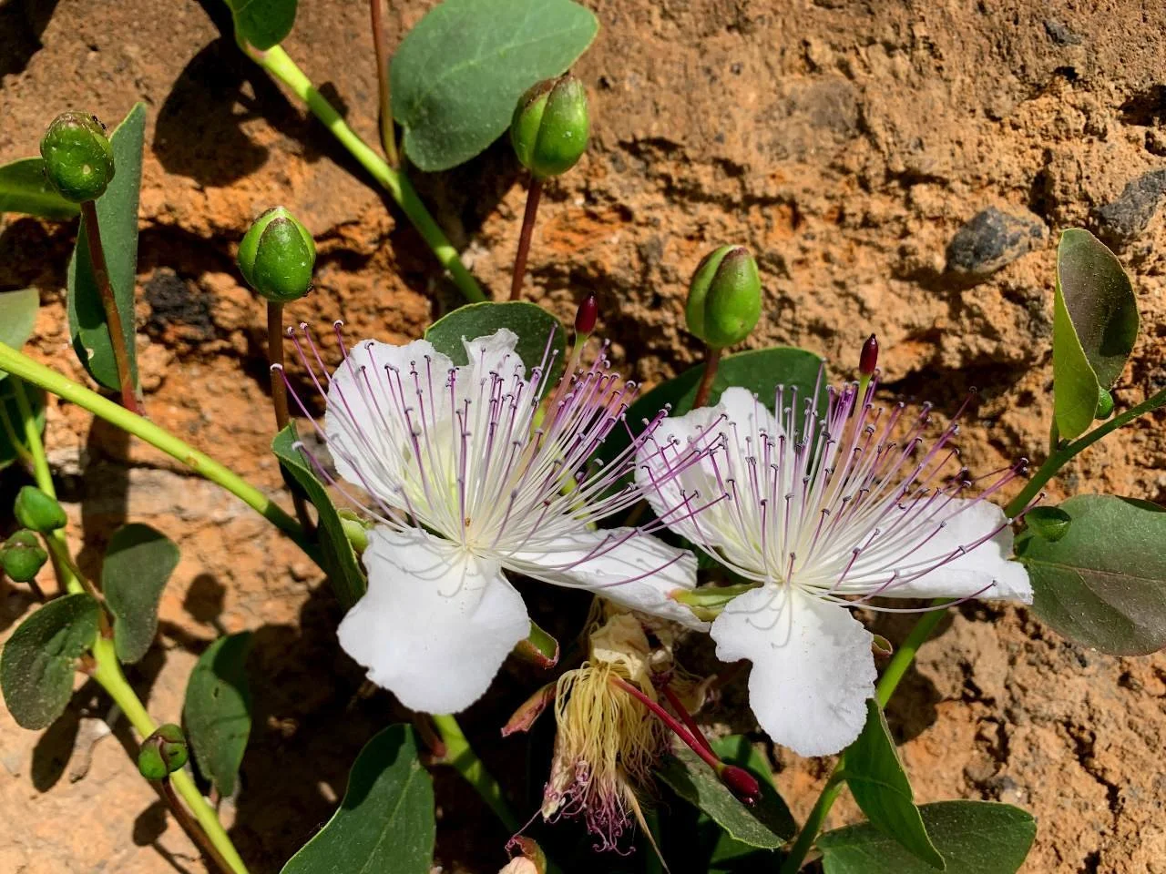 Picking caper buds 