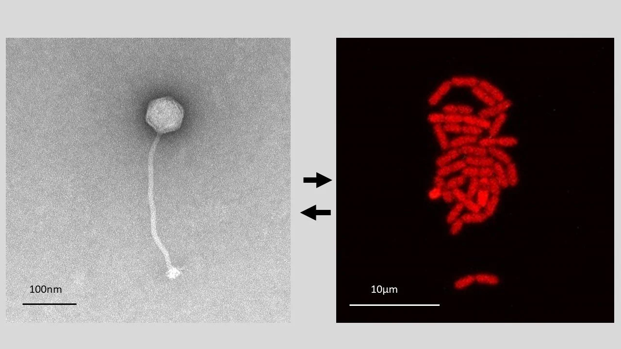 Diving into the world of bacteriophages with Dr. Anna Dragos 