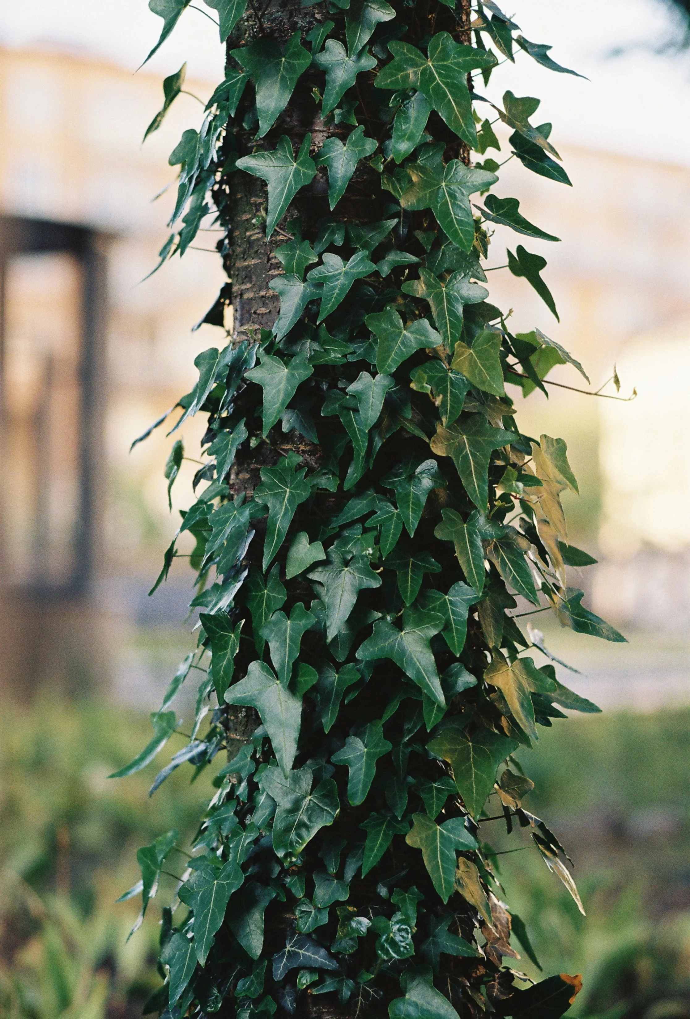 * denna bild är tagen med analog kamera på Kodak Gold 200 135-film