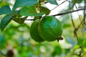 Understanding Carbon: 12 Key Terms You Need to Know