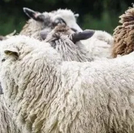 Working with Wool: ORFC in the Field at Fernhill Farm