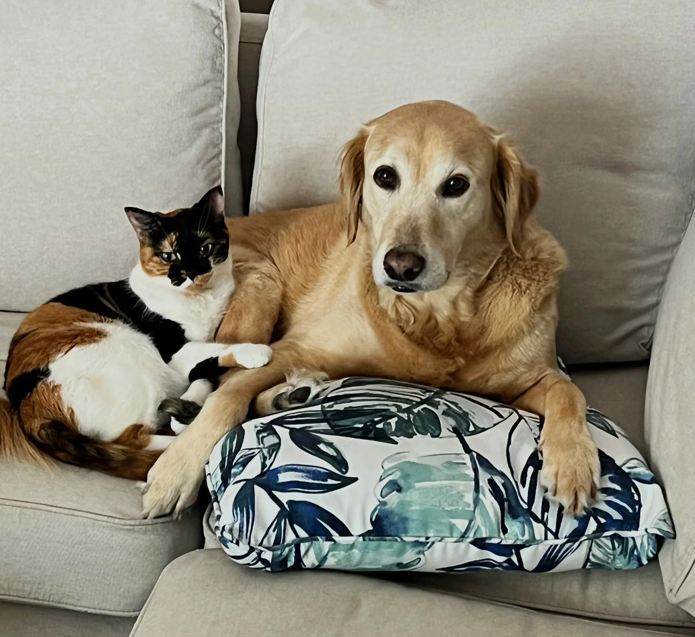 cat and dog laying together