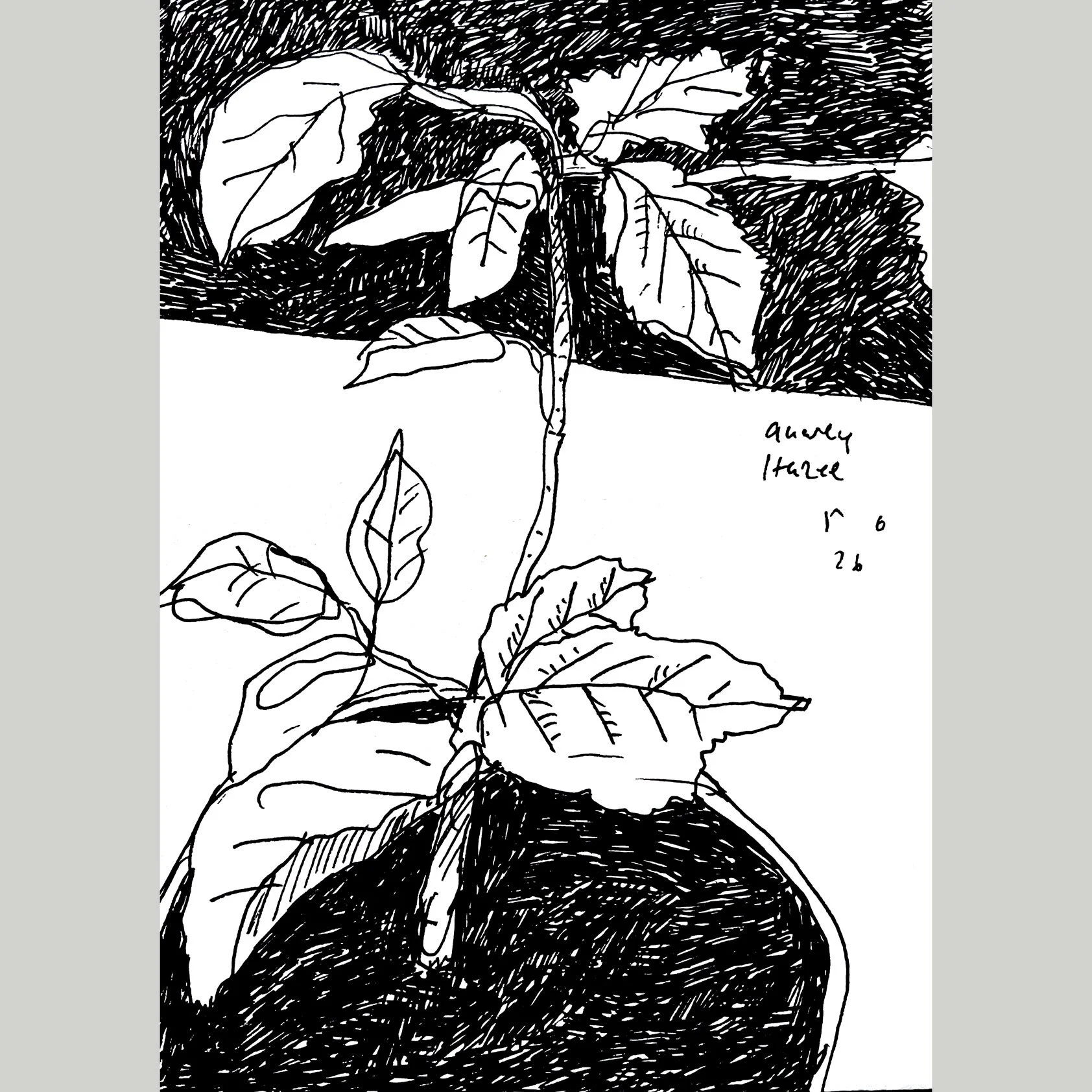 gnarly_hazel_grey.jpg