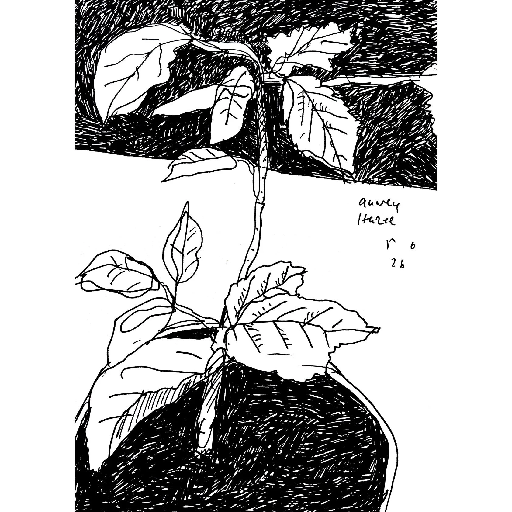 Gnarly Hazel (June 26)