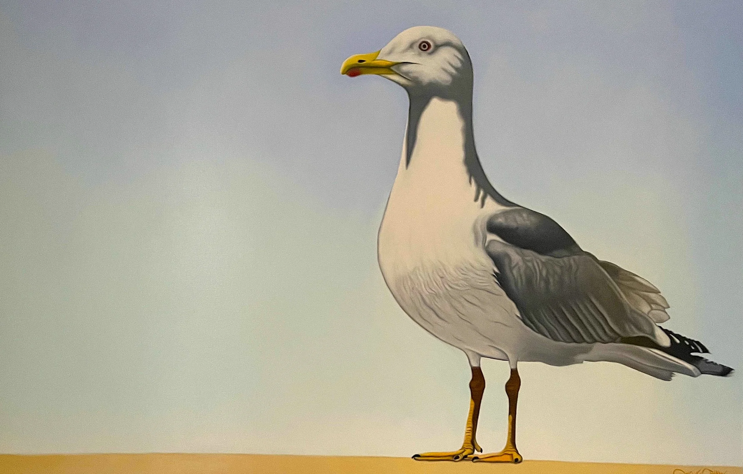 Seagull 1 Steve Shaw oil on canvas