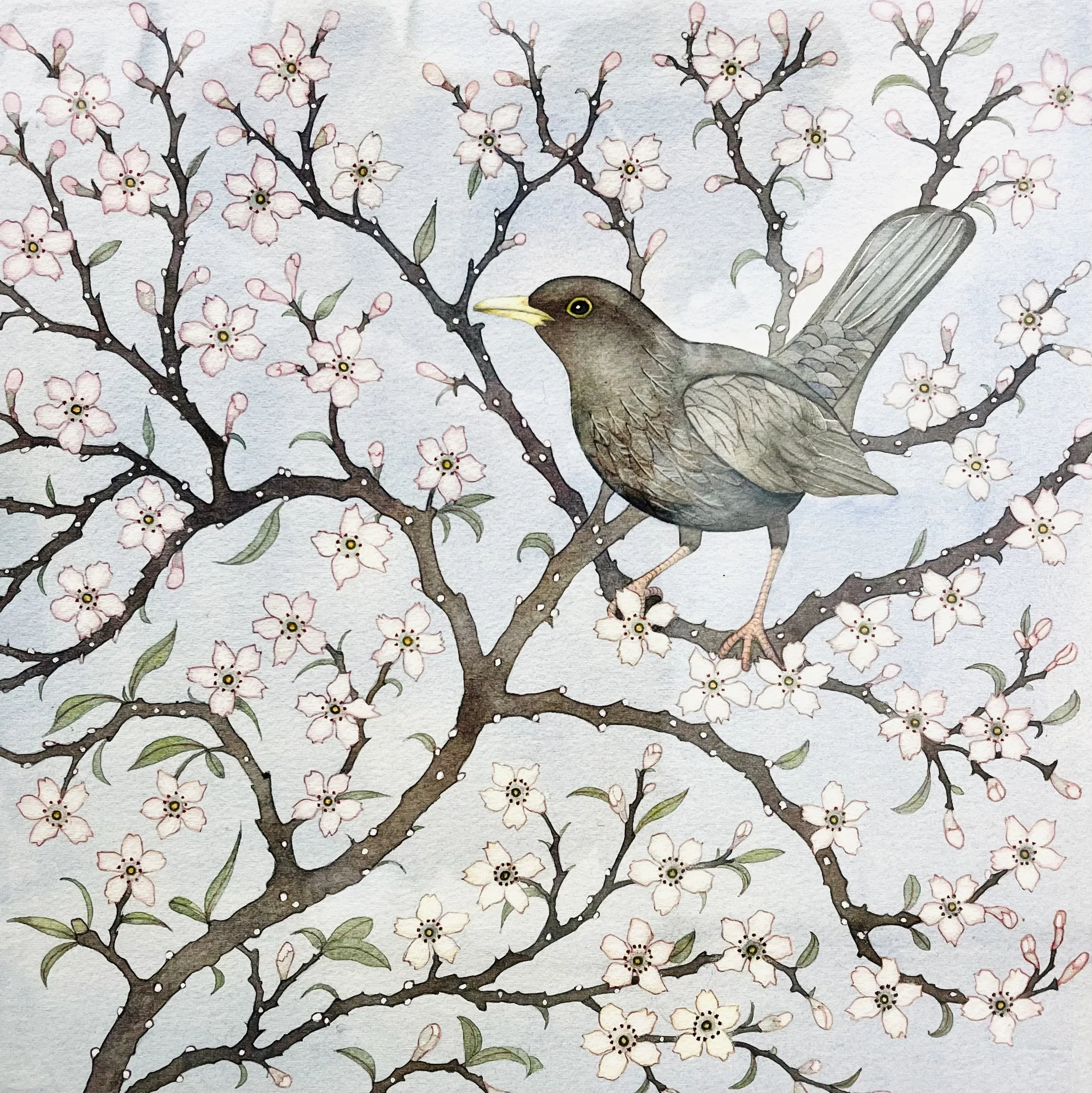'Blackbird in the Blossom' Kate Green original mixed media 36cm x 36cm framed £330 