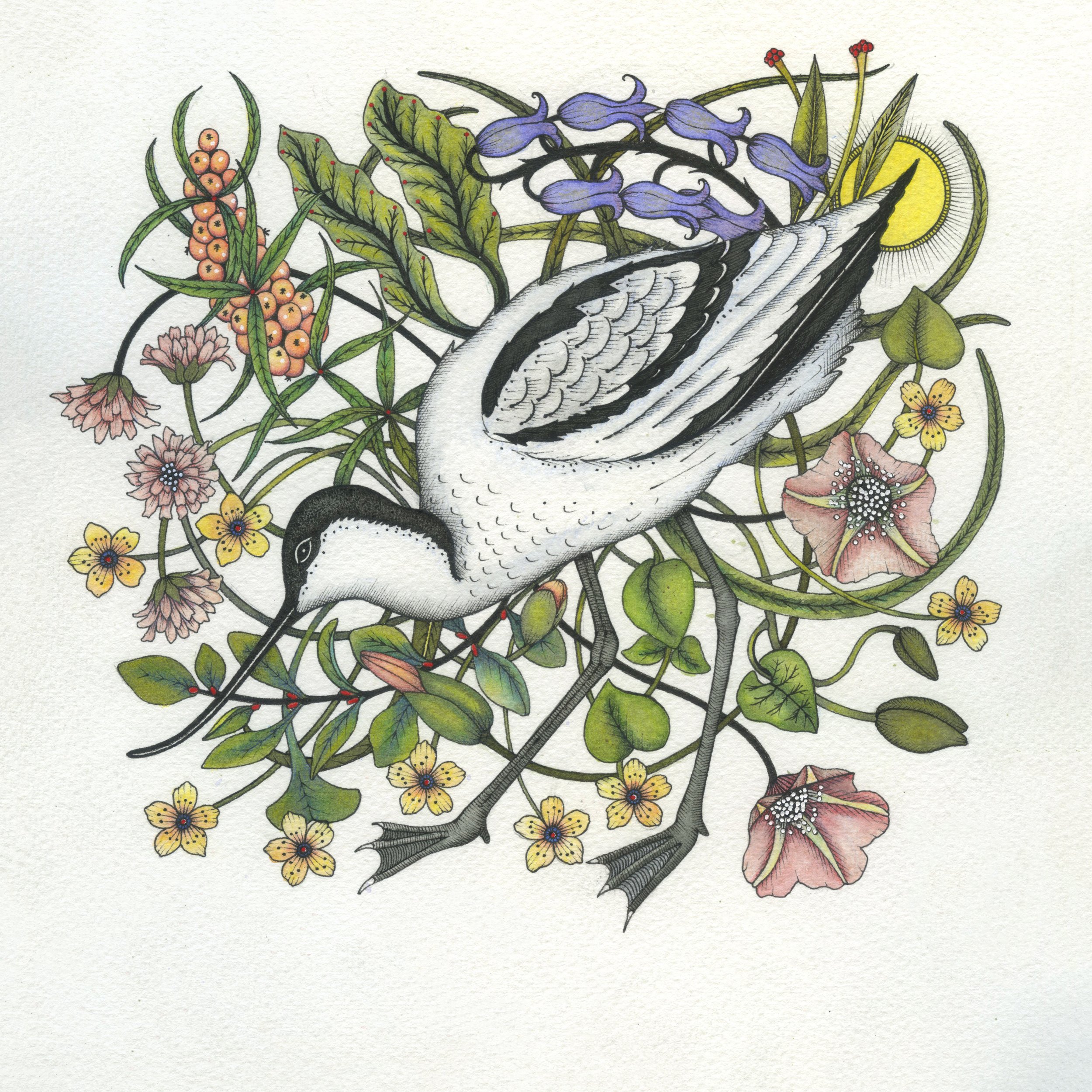 'Avocet' limited edition Giclee print, numbered & signed by the artist 35cm x 35cm framed £125.00