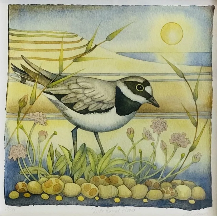 'Little Ringed Plover' limited edition Giclee print 29cm x 29cm framed £95