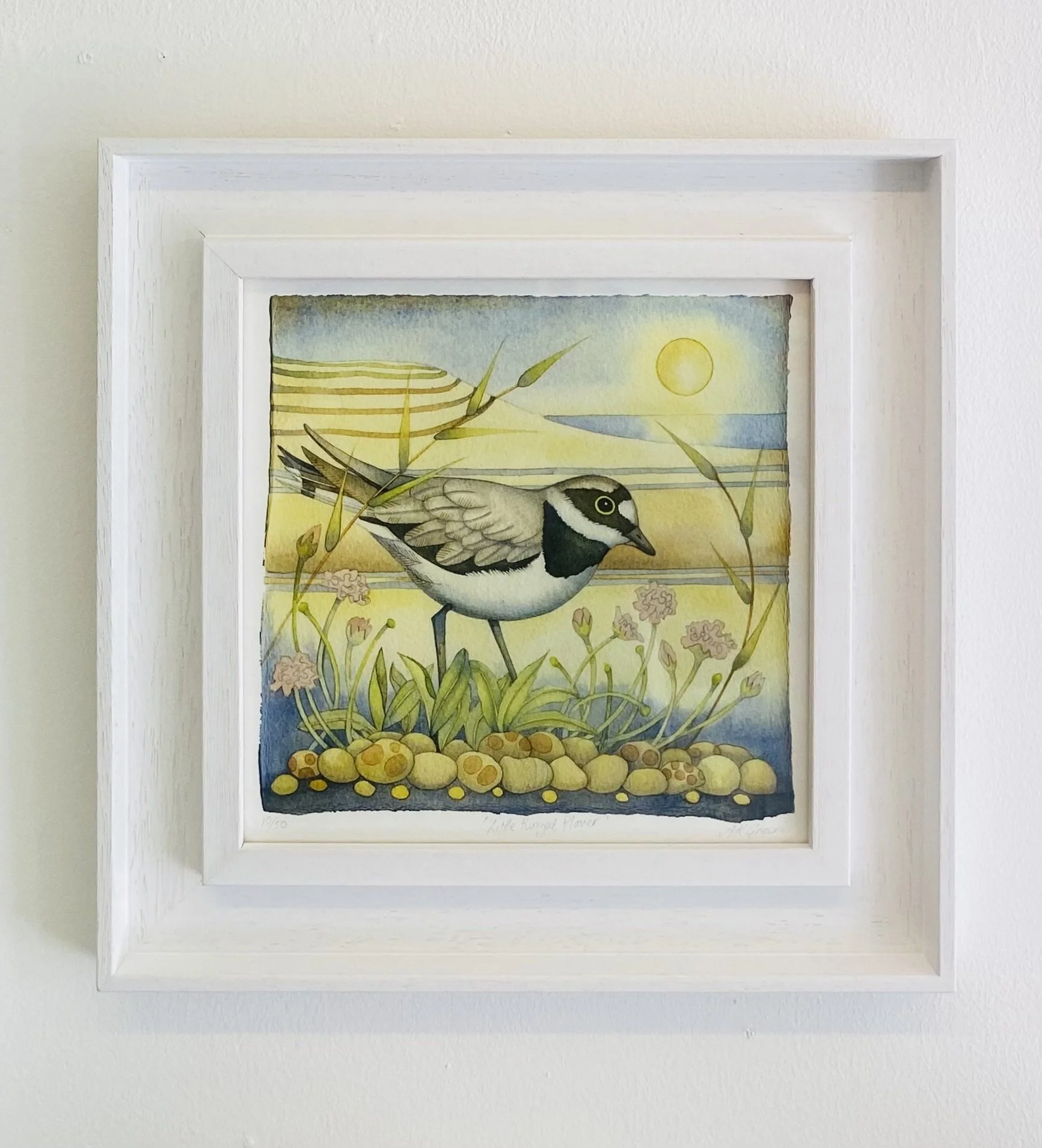 'Little Ringed Plover' in frame