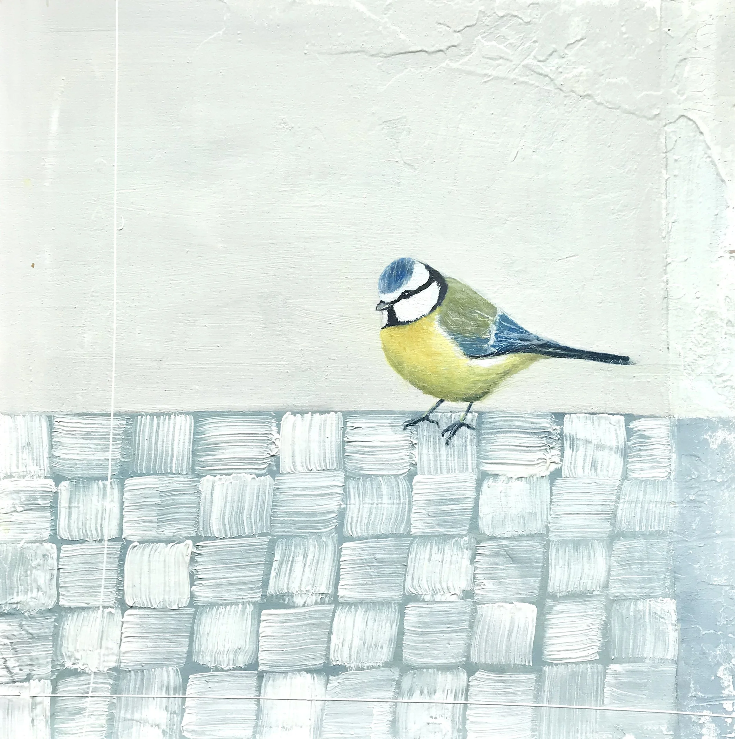 'Blue Tit' Jane Skingley, oil on board 30cm x 30cm (44cm x 44cm framed) £850