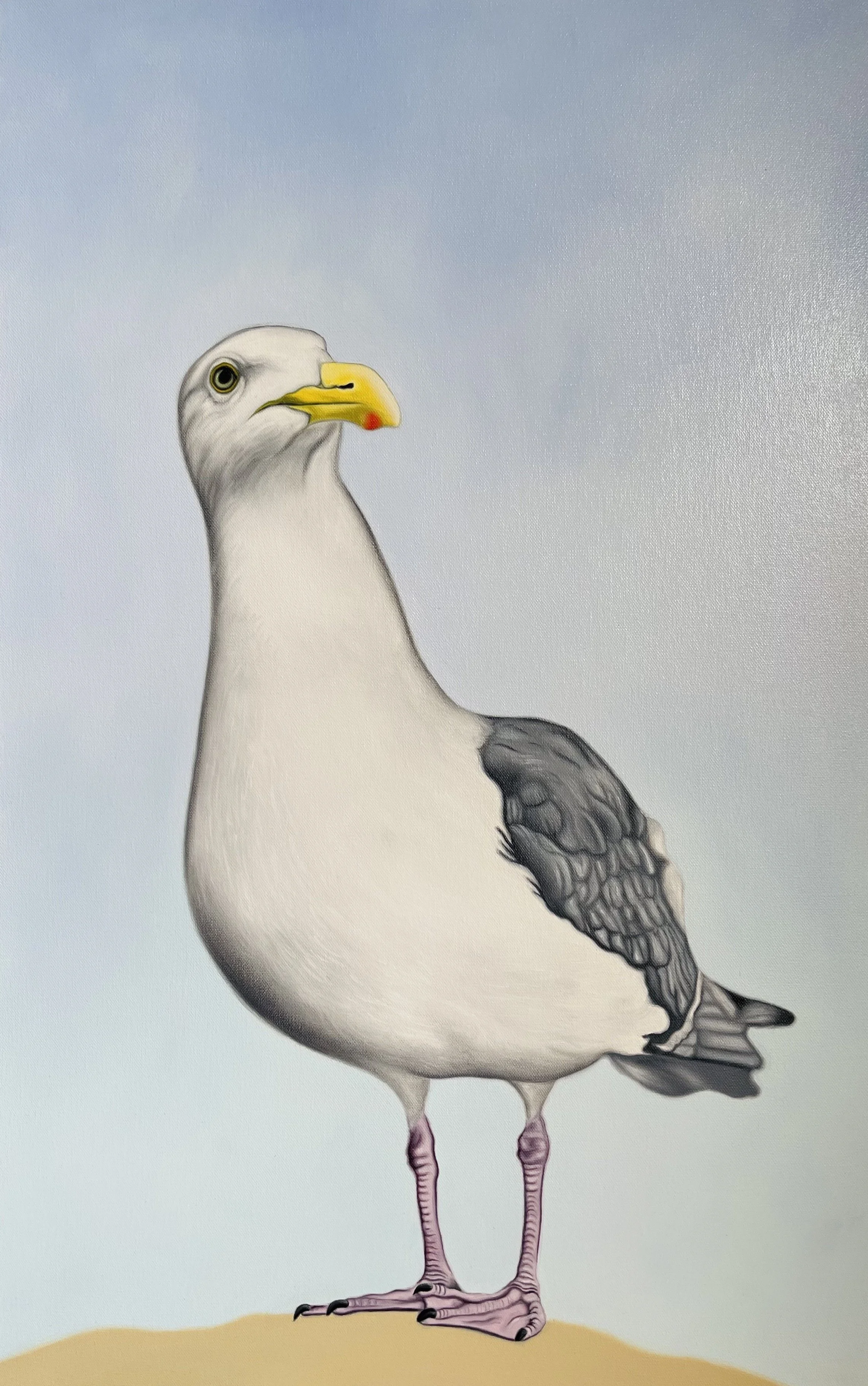 Seagull 2 Steve Shaw oil on canvas