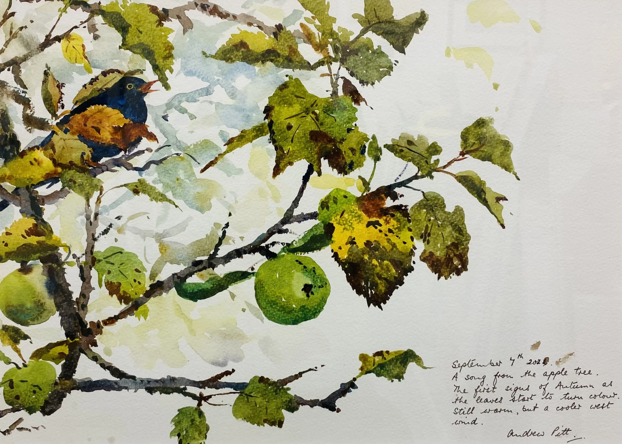 Song From The Apple Tree. Watercolour 43cm x 53cm framed SOLD