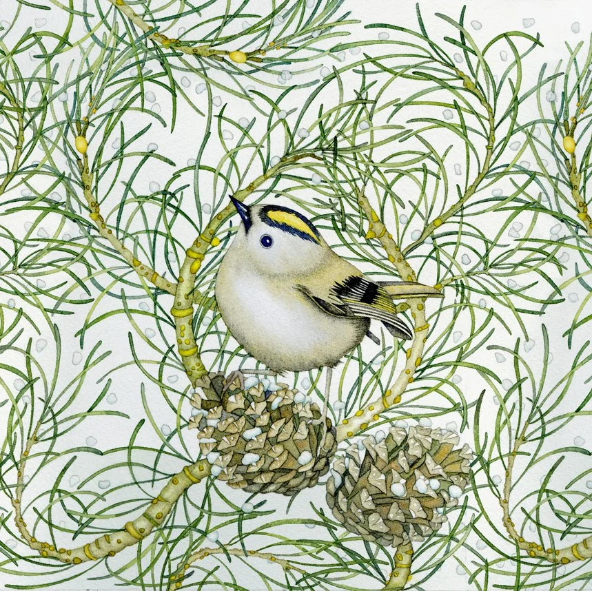 New collection of framed limited edition prints by Norfolk artist Kate Green 'Goldcrest' in a white wood frame 28cm x 28cm SOLD
