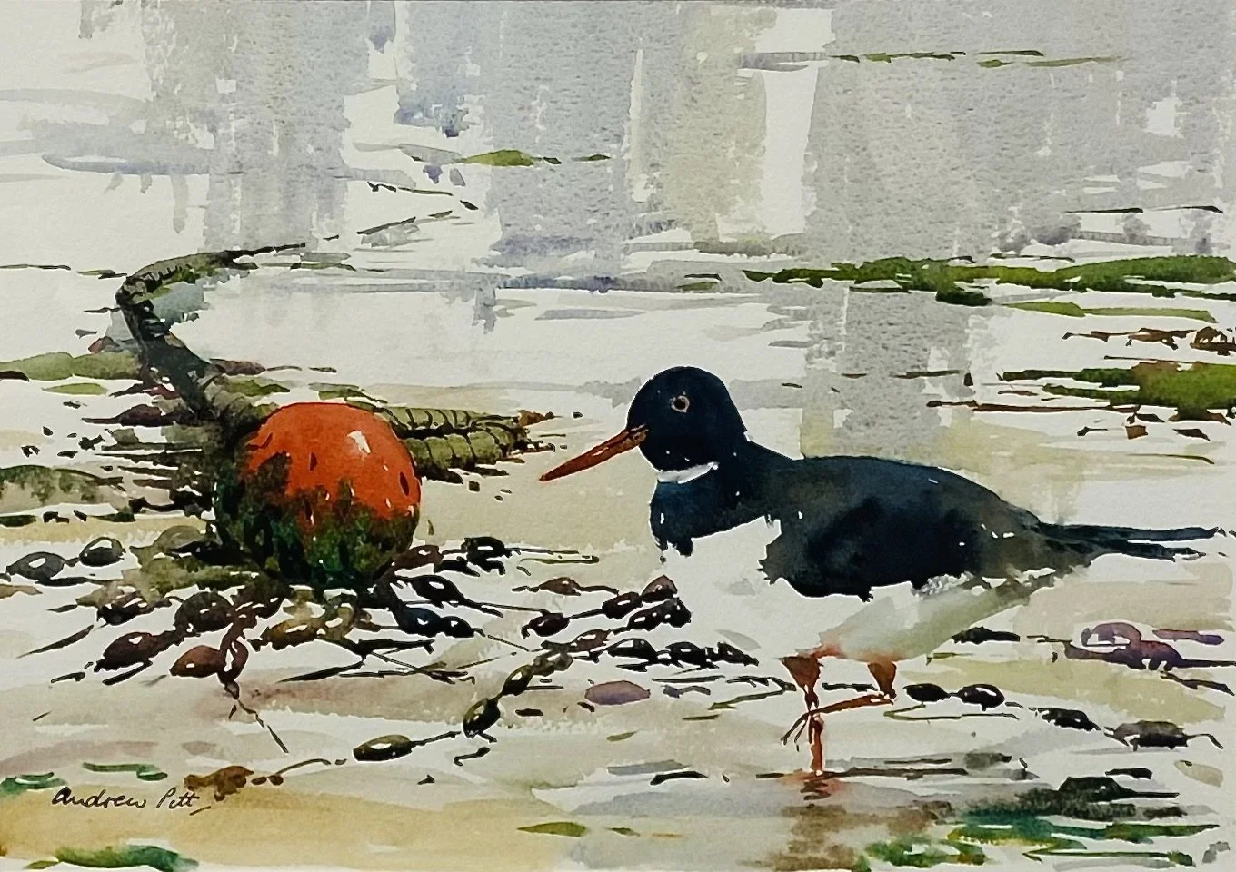 'The Inquisitive Oyster Catcher' by local artist Andrew Pitt, watercolour 43cm x 53cm framed £275