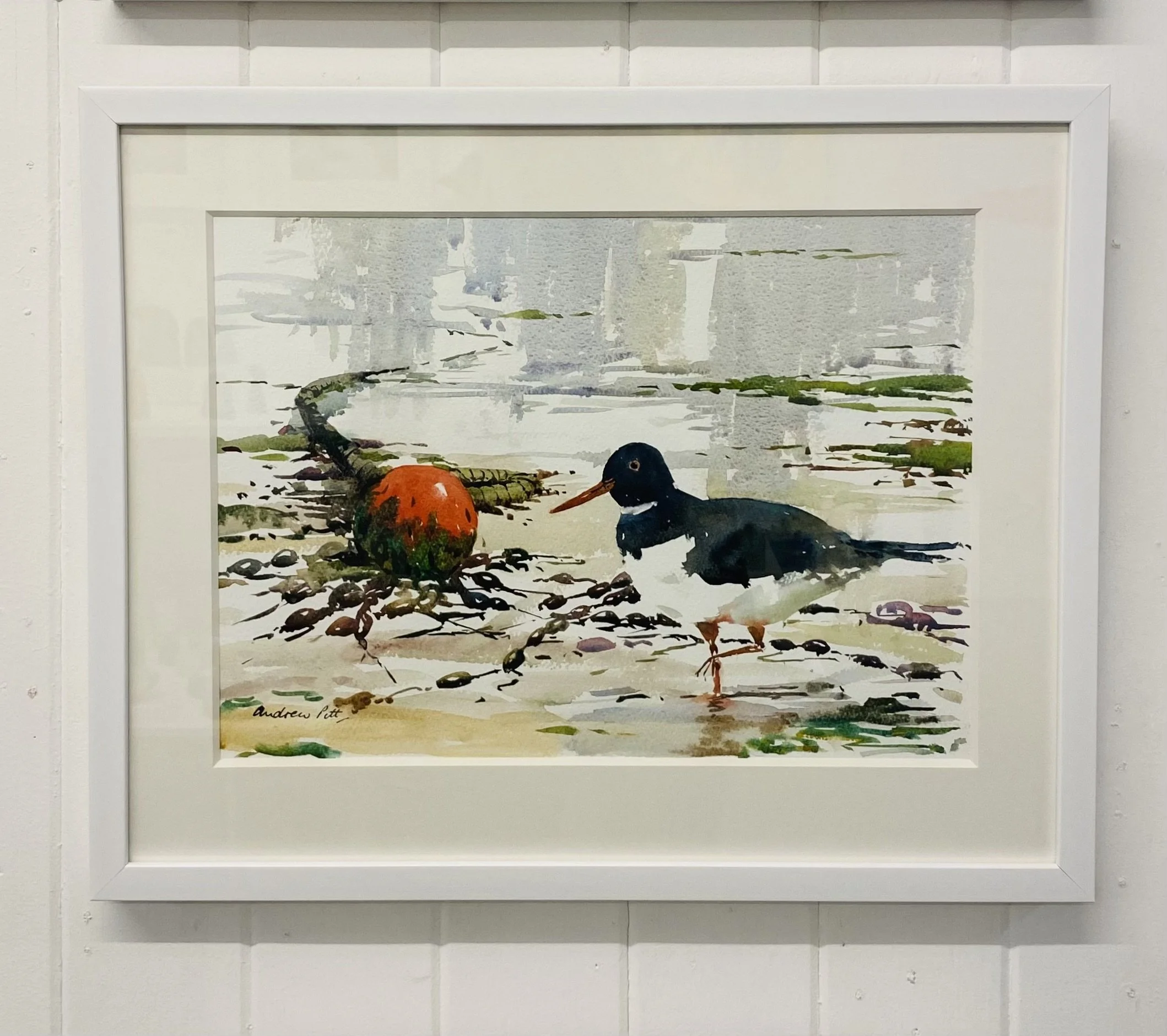 'The Inquisitive Oyster Catcher' shown in frame