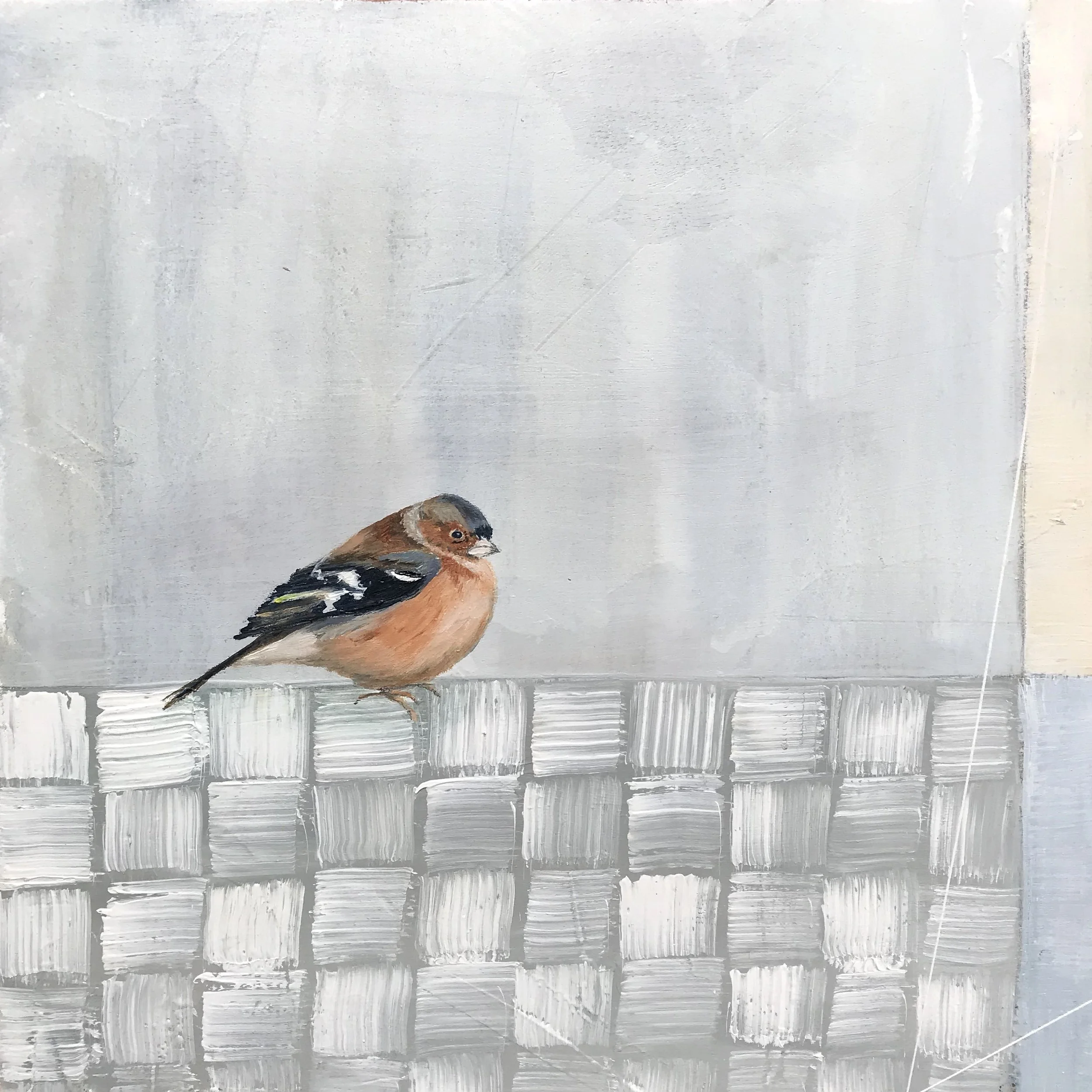 'Chaffinch' Jane Skingley, oil on board 30cm x 30cm (44cm x 44cm framed) £850