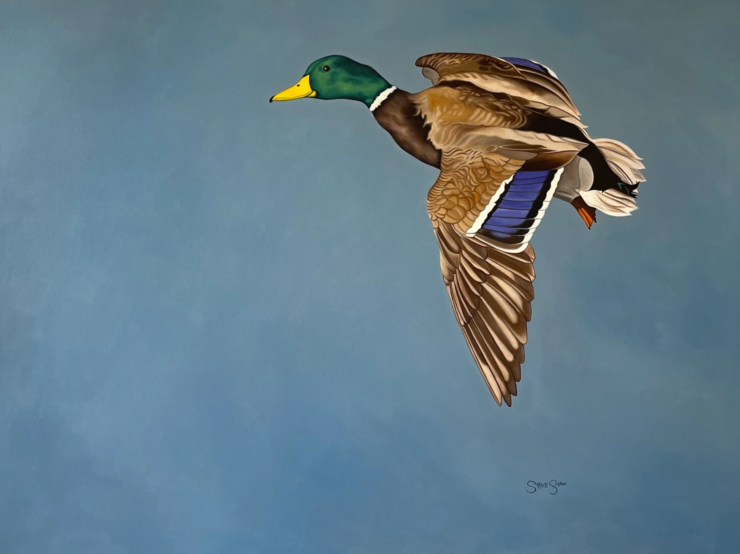 Mallard Steve Shaw 