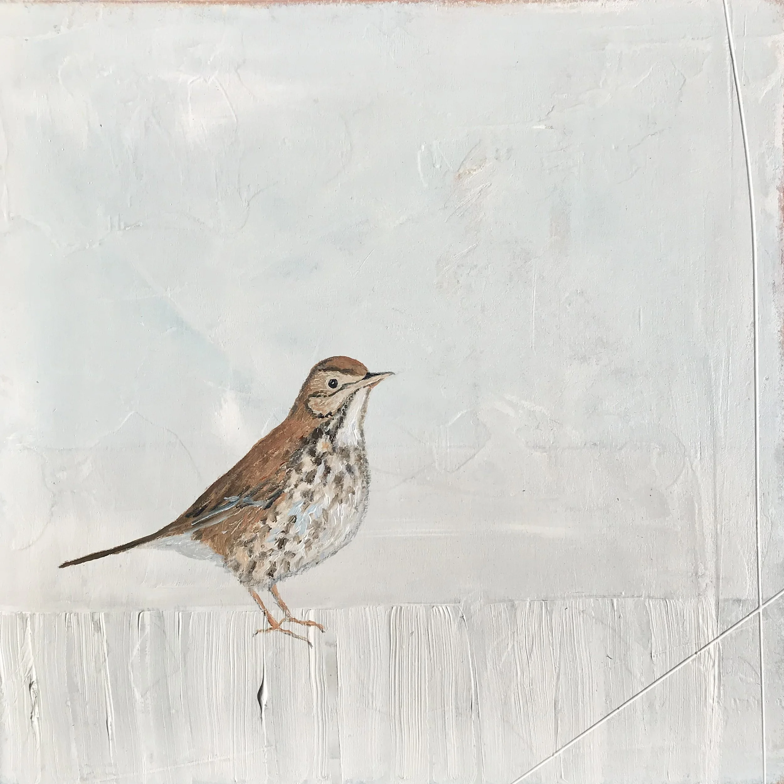 'Song Thrush' Jane Skingley, oil on board 30cm x 30cm (44cm x 44cm framed) £850