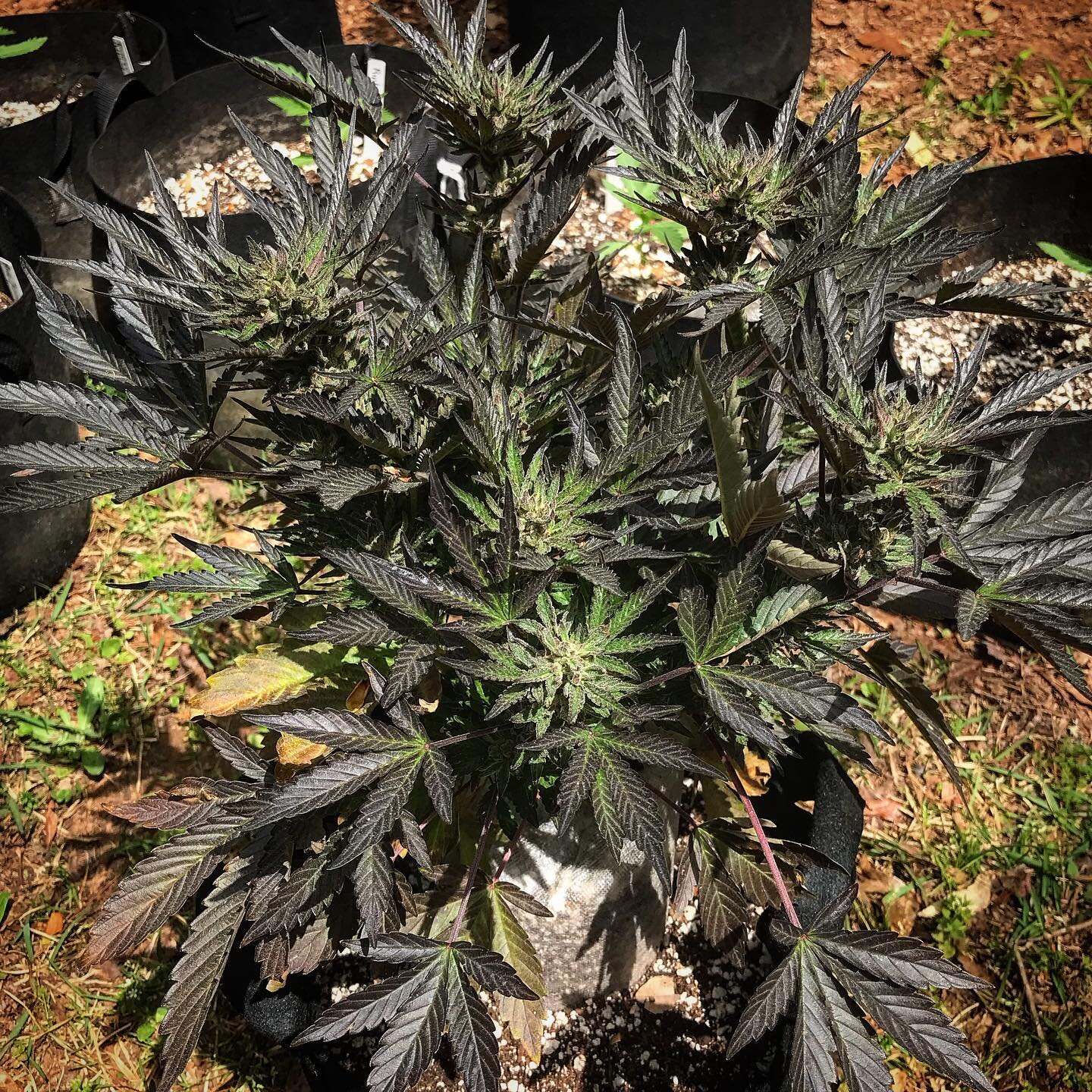 Happy Sunday! Check out this black leafed Sour Perrozoso grown outside this Summer by a friend. She smelled like a chemy lemonade.
.
.
.
.
.
.
#autoflower #autoflowers #autoflowering #autoflowercommunity #autoflowerseeds #feminizedseeds #autofem #rud