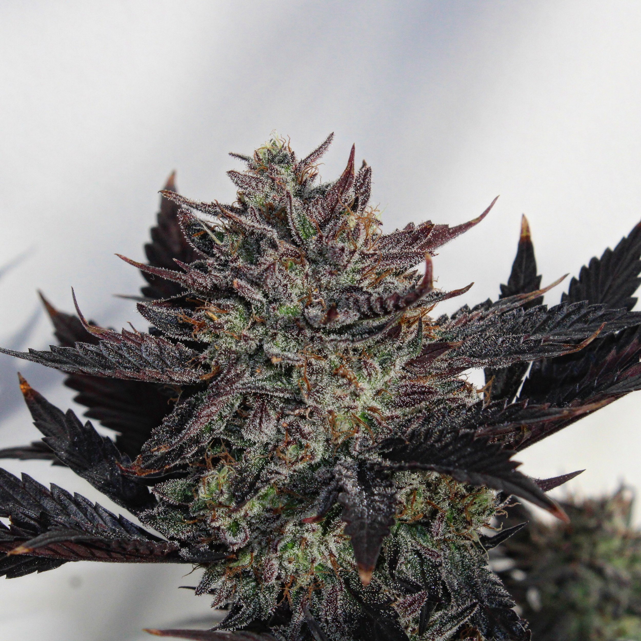 Sour Perrozoso