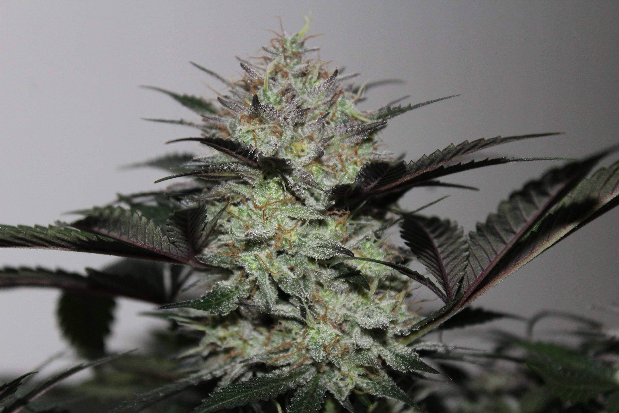 Salmoso OG