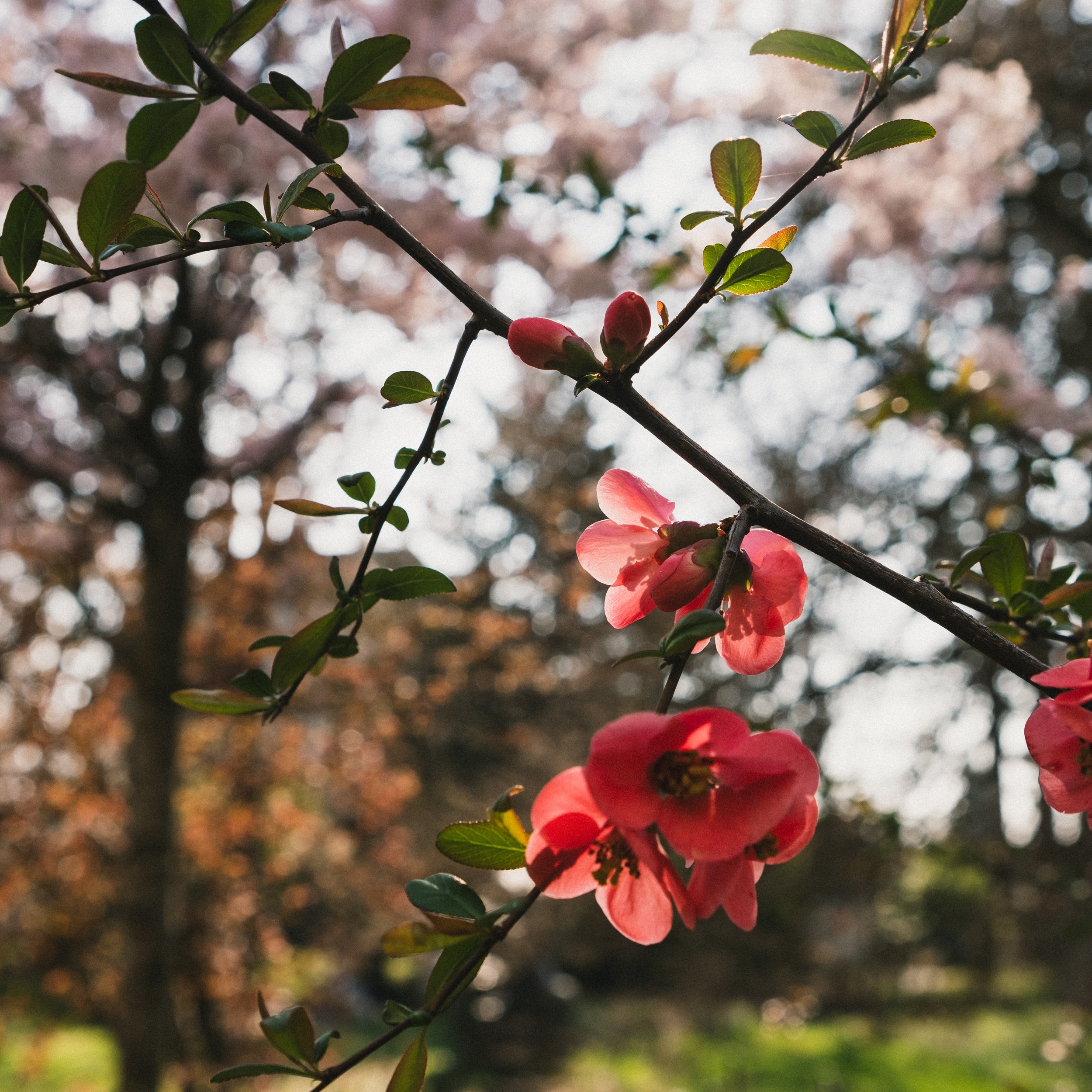 Phototo dump mars 2026