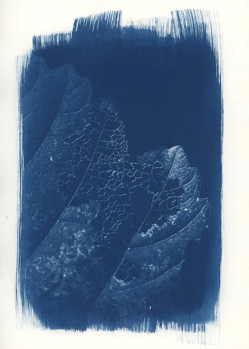cyanotype fleur555 copie.jpg