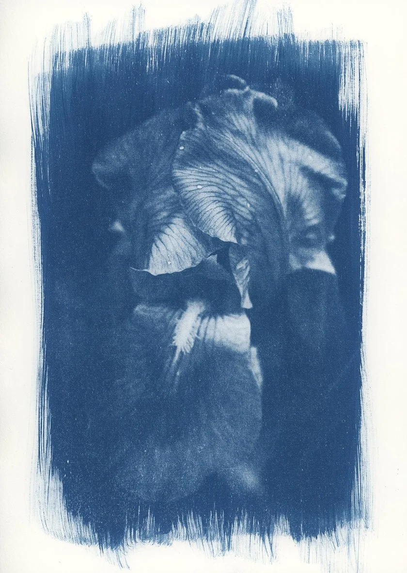 cyanotype fleur553 copie.jpg