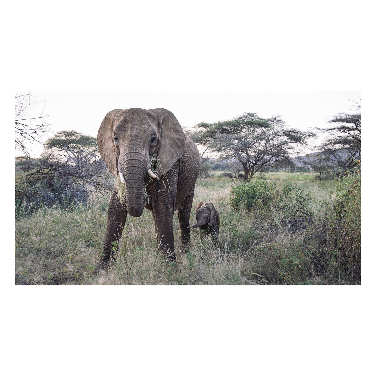 Elephant, Samburu Nationalpark, Kenya 

 #samburu #elephants #wildlife #nature #animals #elephantlove #wildlife_shots #elephantsofinstagram #elephantlover #africa #photography #safari #sunrise #wildlifephotography #travel #animal #elephantlovers #nat