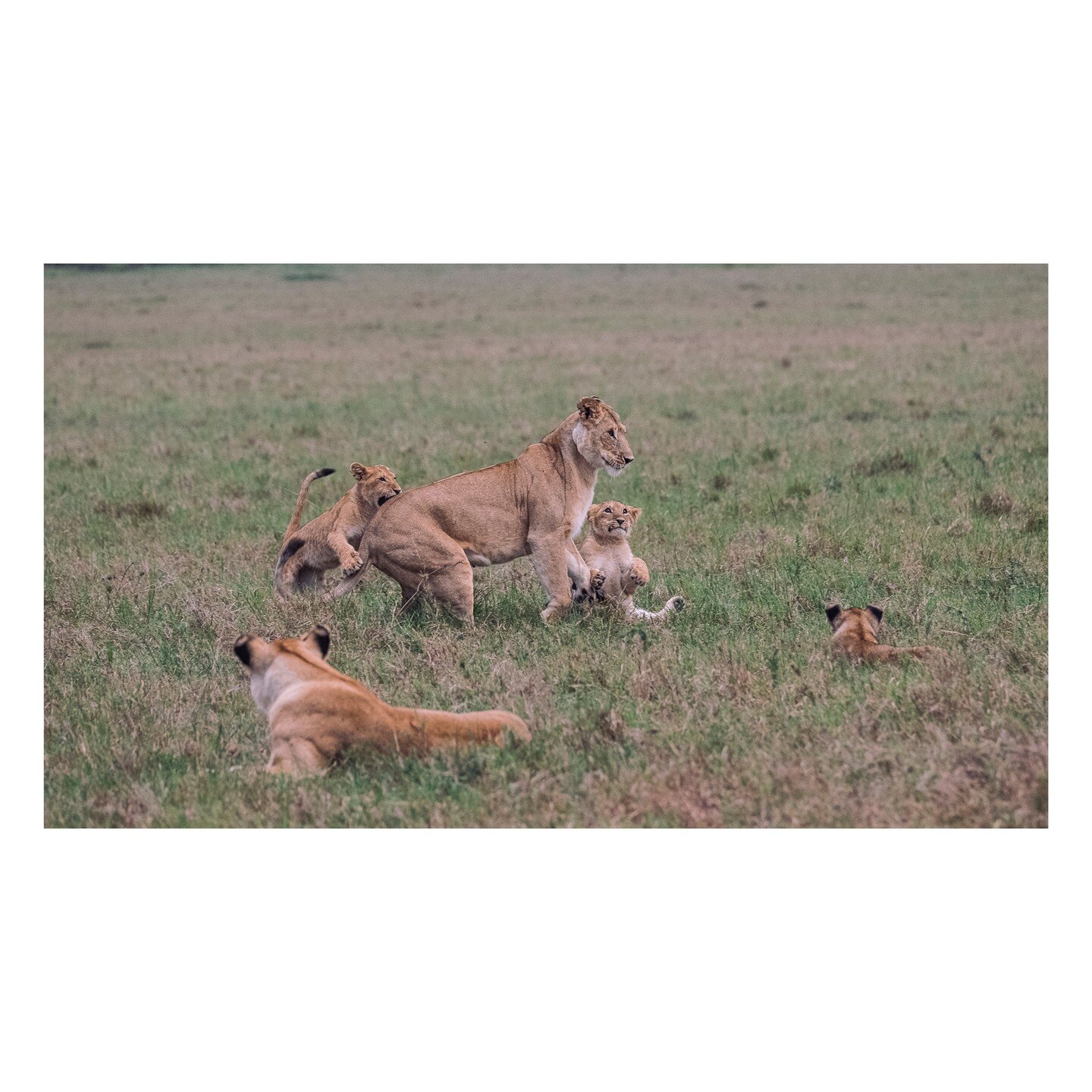 🦁 Masai Mara #lion #wildlife #lionking #lions #animals #nature #africa #king #lioness #photography #safari #wildlifephotography #animal #bigcats #cat #naturephotography #kenya #masaimara #photosafari #wildlifephotographer #wildlifeaddicts #ig_wildli