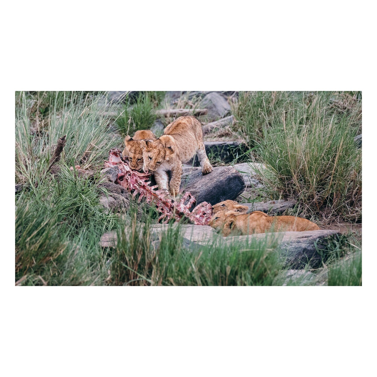🦁🍗 Masai Mara #lion #wildlife #lionking #lions #animals #nature #africa #king #lioness #photography #safari #wildlifephotography #animal #bigcats #cat #naturephotography #kenya #masaimara #photosafari #wildlifephotographer #wildlifeaddicts #ig_wild