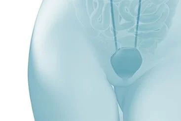 Bladder