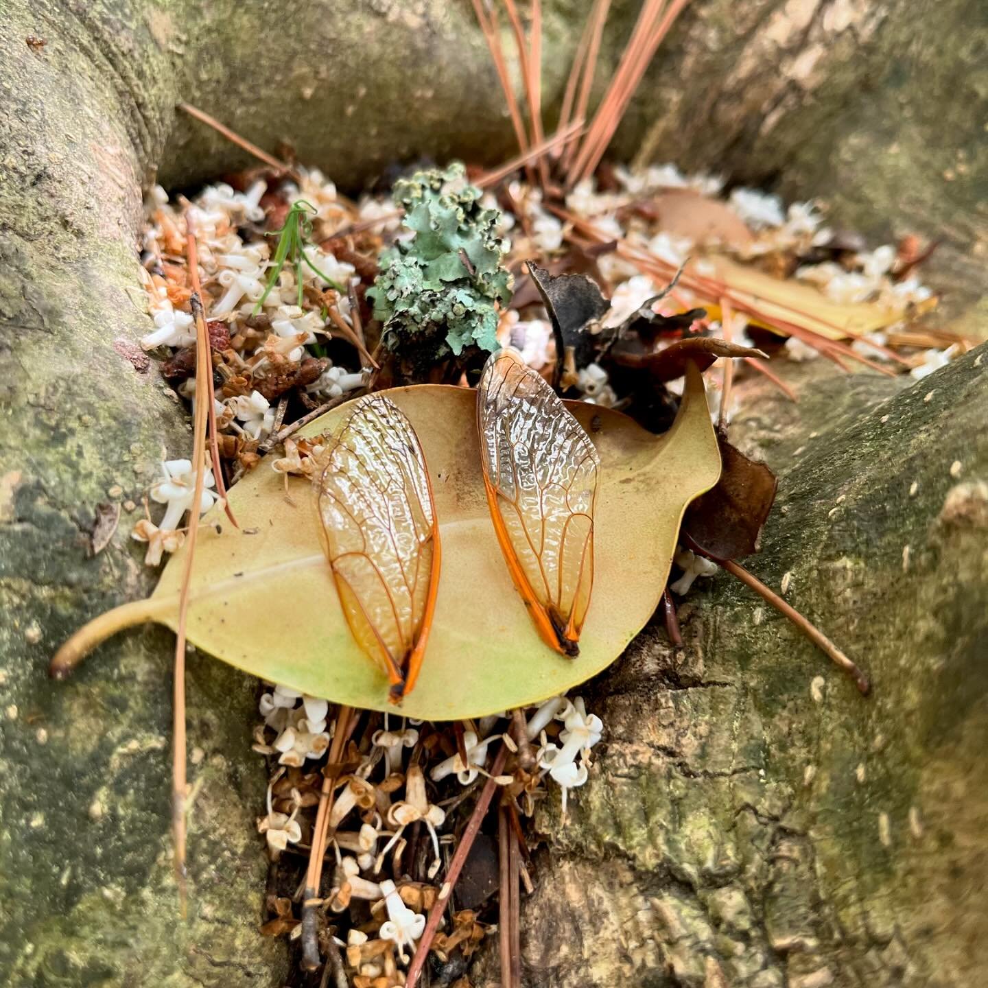Altars to entropy

1. Cicada wings with Ligustrum, dried Pine needles, Lichen
2. Sunlight dance with a Stream
3. Tree swallowing a trail sign