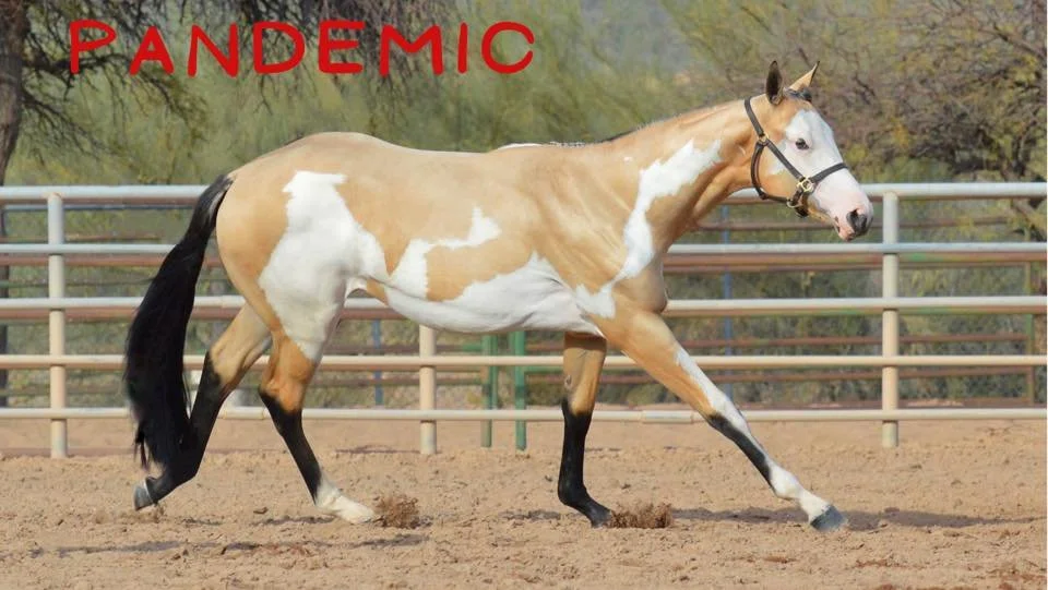 Show Information — Kansas Paint Horse Association