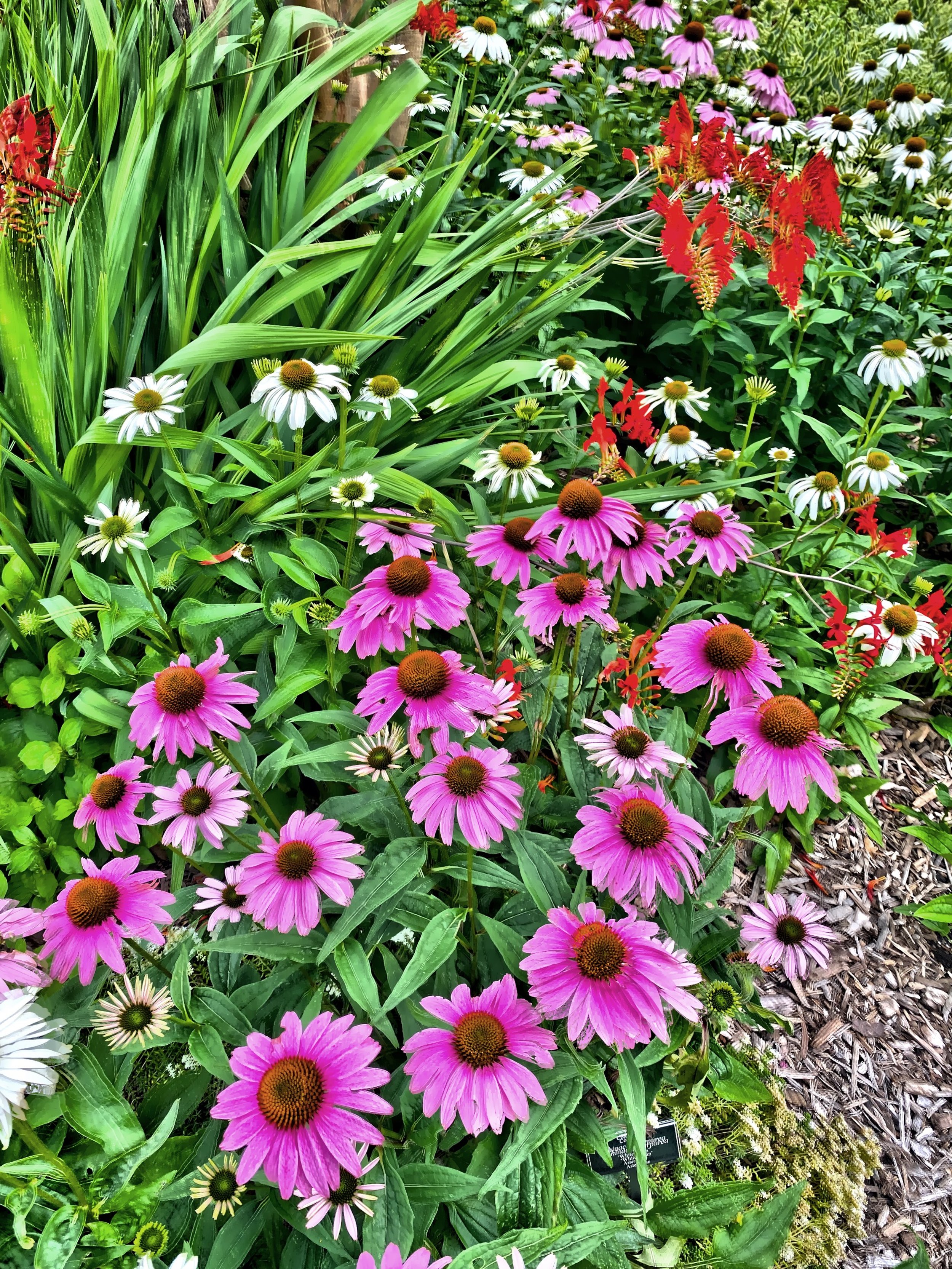  Purple echinacea 