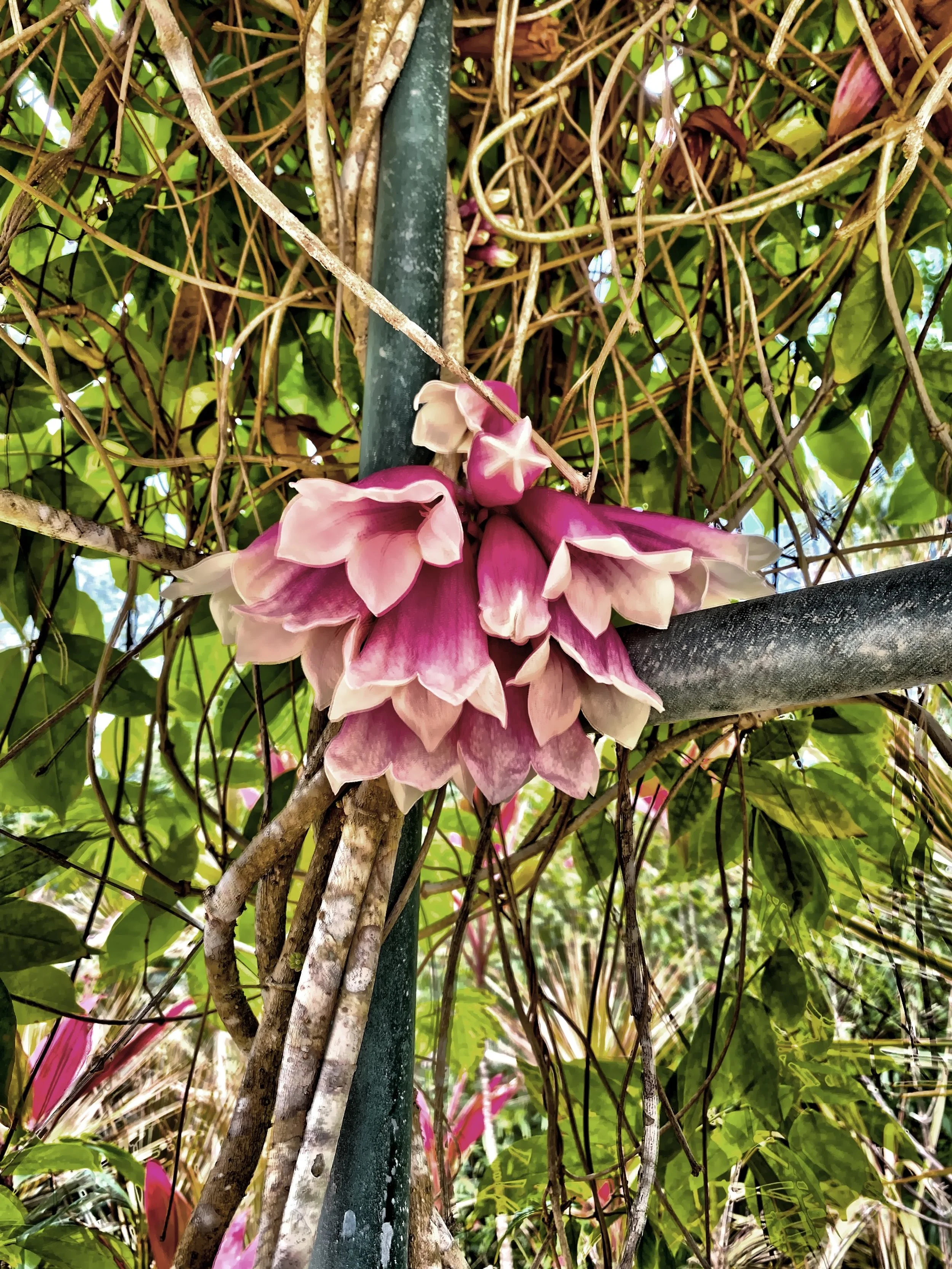  Tropical flowers 
